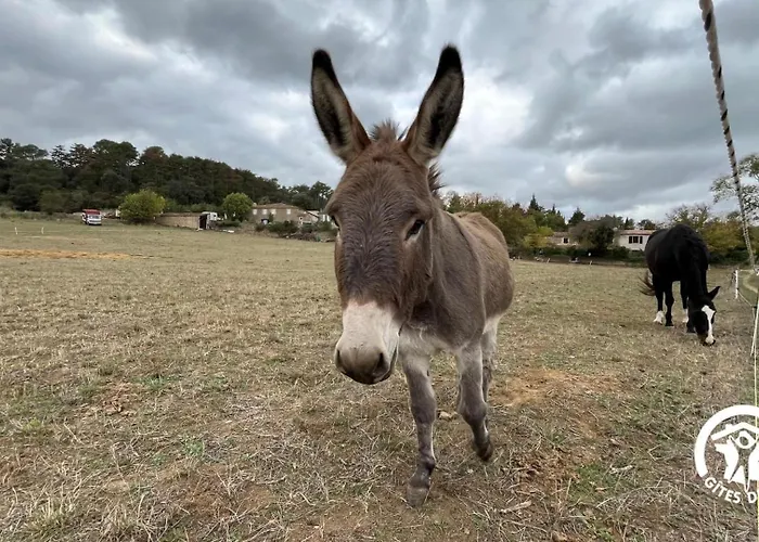 Chateau St-auriol - Le Caviste Holiday home
